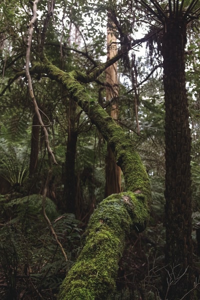 Brown tree moss
